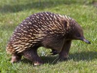 australian_02.jpg