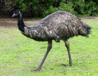 australian_03.jpg