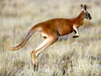 australian_04.jpg