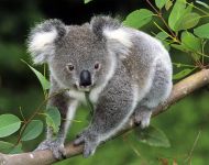 australian_05.jpg