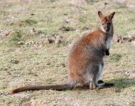 australian_08.jpg