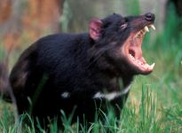 australian_12.jpg