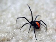 australian_13.jpg