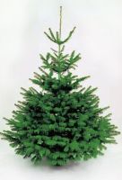 christmas_08.jpg