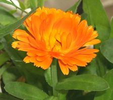 flower_01.jpg