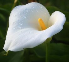 flower_02.jpg
