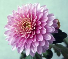 flower_03.jpg