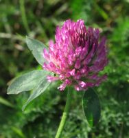 flower_04.jpg