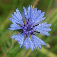 flower_05.jpg