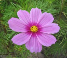 flower_06.jpg