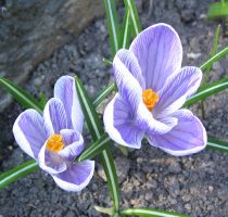 flower_07.jpg