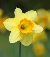 flower_08.jpg