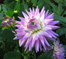 flower_09.jpg