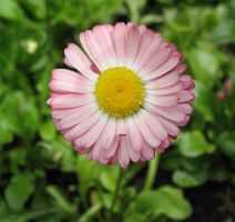flower_10.jpg