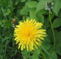 flower_11.jpg