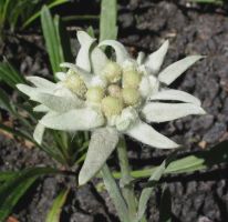 flower_12.jpg