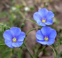 flower_13.jpg
