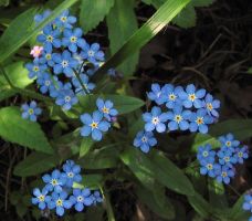 flower_14.jpg