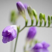 flower_15.jpg