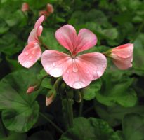 flower_16.jpg