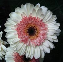 flower_17.jpg