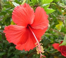 flower_18.jpg