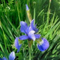 flower_19.jpg