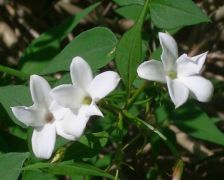 flower_20.jpg