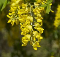flower_21.jpg