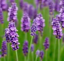 flower_22.jpg