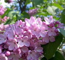 flower_23.jpg