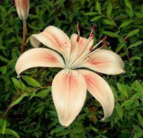 flower_24.jpg