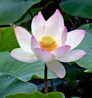flower_25.jpg