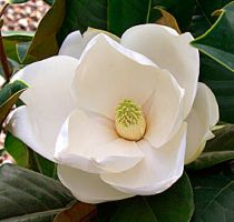flower_26.jpg