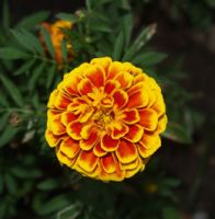 flower_27.jpg