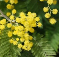 flower_28.jpg