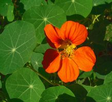flower_29.jpg