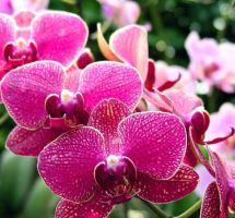 flower_30.jpg