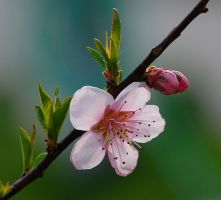 flower_31.jpg