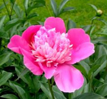 flower_32.jpg