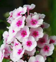 flower_33.jpg