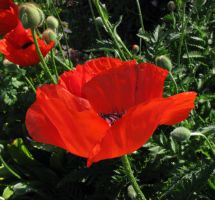 flower_34.jpg