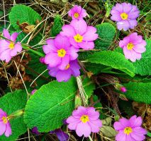 flower_35.jpg