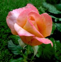 flower_36.jpg