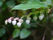 flower_37.jpg