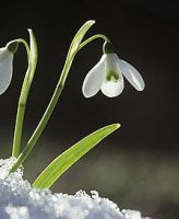 flower_38.jpg