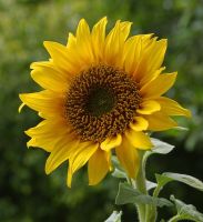 flower_39.jpg