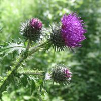 flower_40.jpg