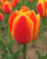 flower_41.jpg