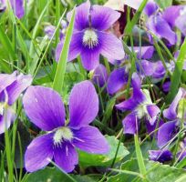flower_42.jpg